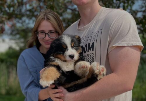 Why Vertmonts Kennels Puppies makes a perfect family