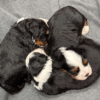 How to Choose the Right Vertmonts Kennels  Puppy for Your Family