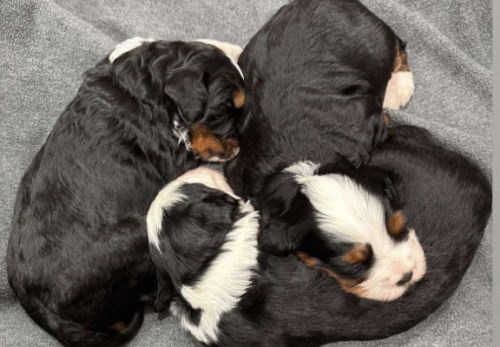 How to Choose the Right Vertmonts Kennels Puppy for Your Family