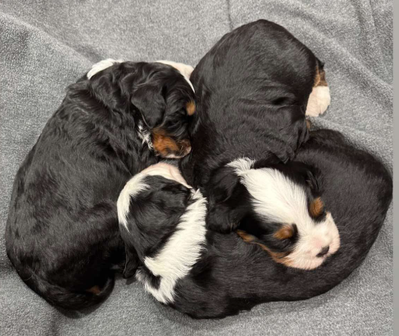 How to Choose the Right Vertmonts Kennels  Puppy for Your Family