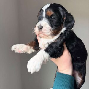 🐾 Male Vertmonts Kennels Puppy for Sale (Houston) – | Black Coat |