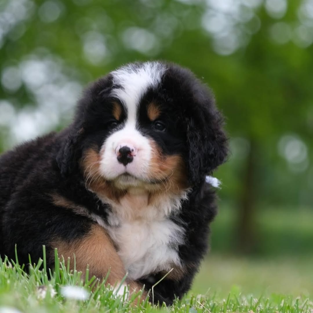 🐾 Male Vertmonts Kennels V Puppy for Sale (Harry) - | brown and white- 20 weeks old - Image 4