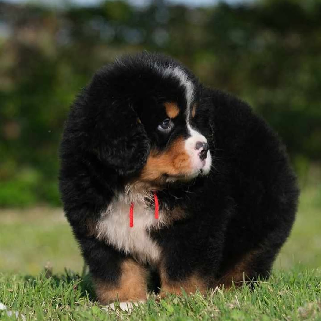 🐾 Male Vertmonts Kennels V Puppy for Sale (Harry) - | brown and white- 20 weeks old - Image 3