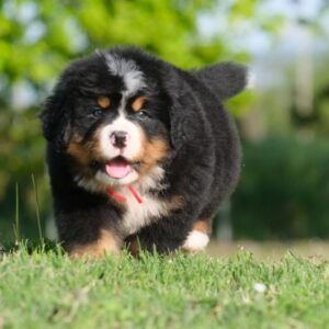 🐾 Male Vertmonts Kennels V Puppy for Sale (Harry) - | brown and white- 20 weeks old