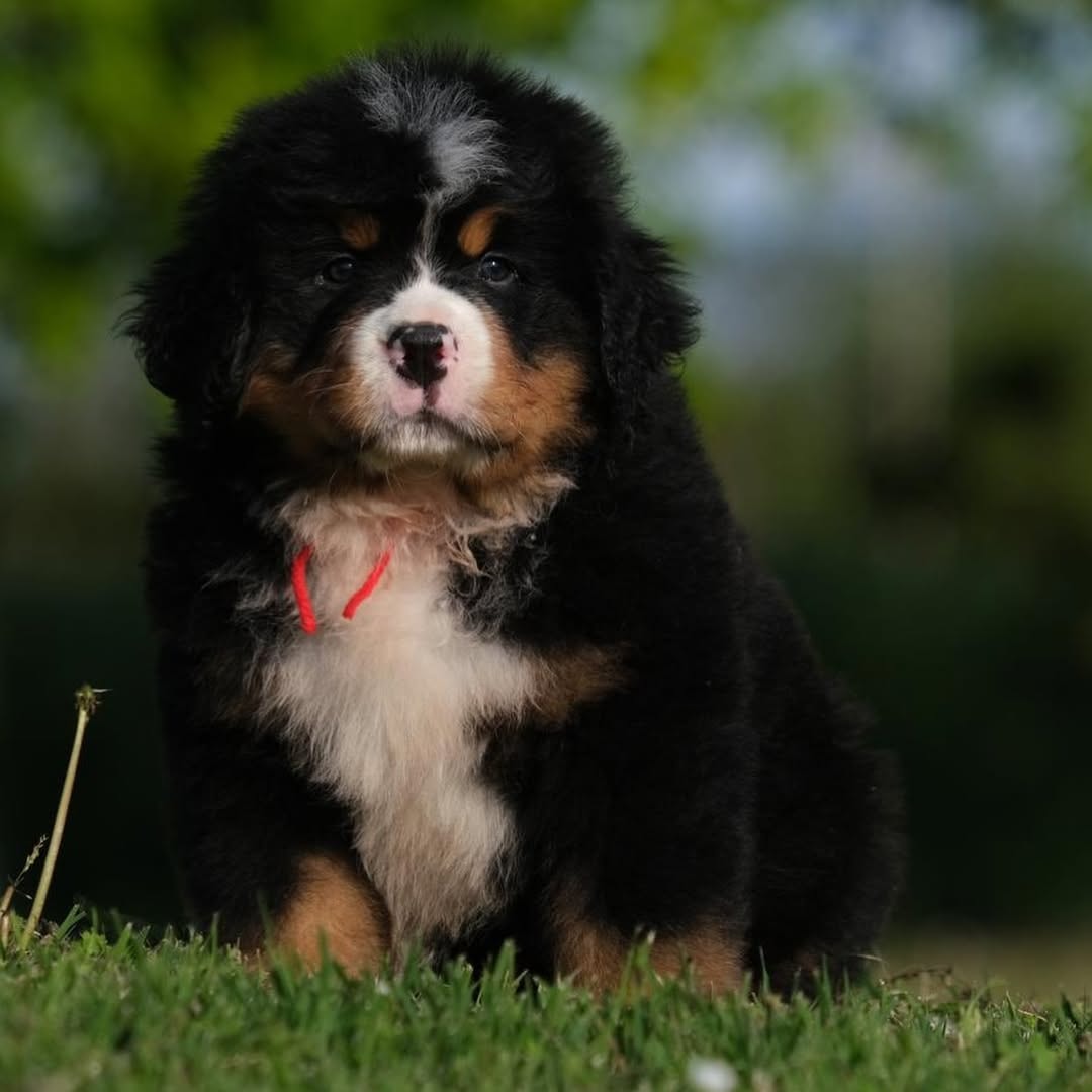 🐾 Male Vertmonts Kennels V Puppy for Sale (Harry) - | brown and white- 20 weeks old - Image 5