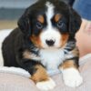 5 Reasons Vertmonts Kennels Puppies Are the Perfect Family Dogs