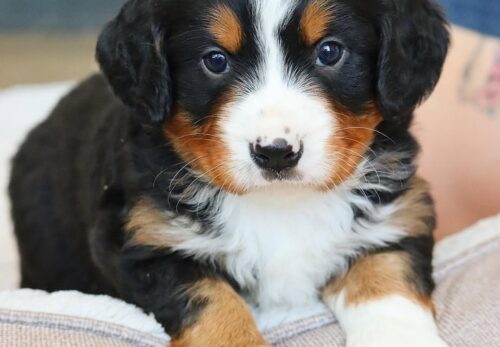 5 Reasons Vertmonts Kennels Puppies Are the Perfect Family Dogs