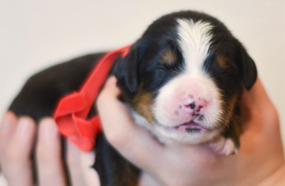 We specialize in providing you with high Quality Havanese Puppies
